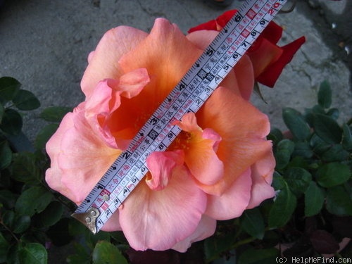 'Kanon' rose photo