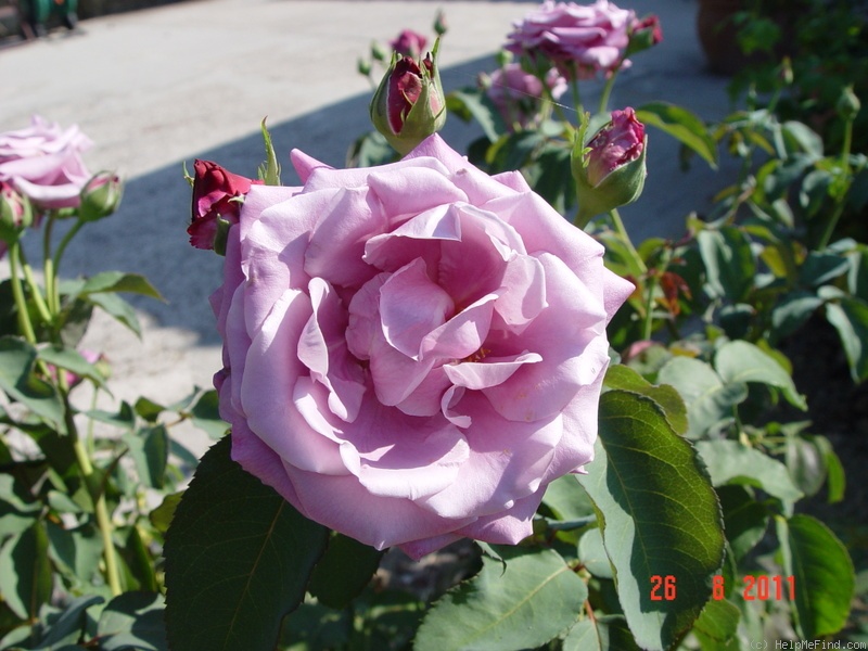 'Charles de Gaulle ®' rose photo