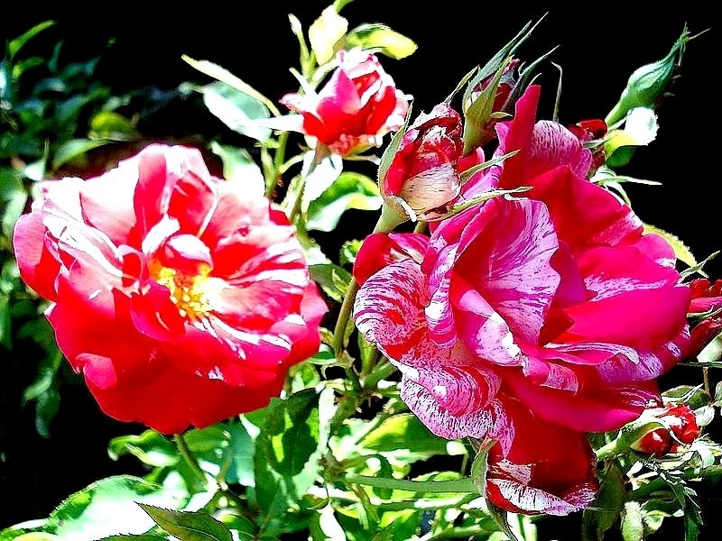 'Anniversaire' rose photo
