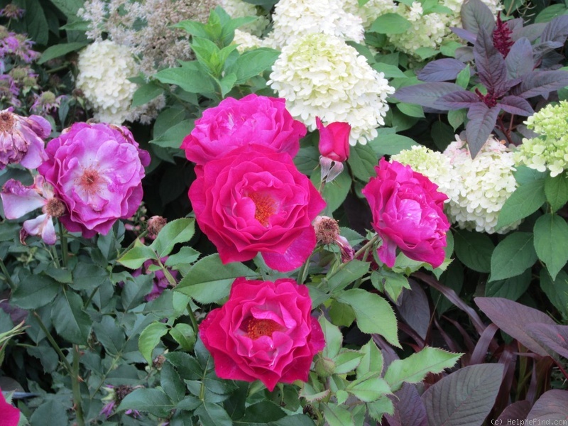'Wild Blue Yonder ™' rose photo
