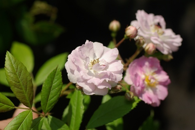 'Eleonore Berkeley' rose photo