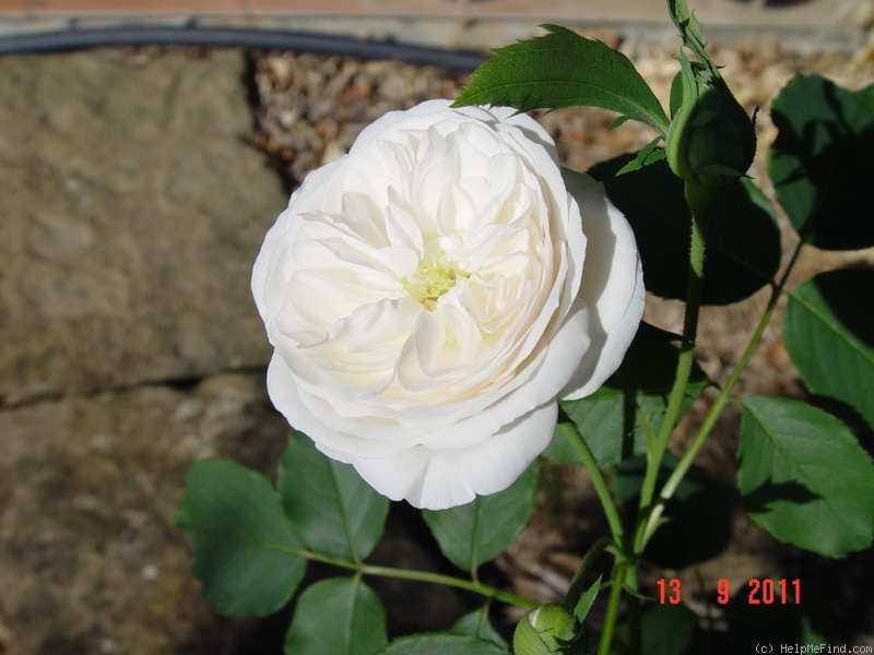 'Boule de Neige (bourbon or noisette, Lacharme, 1867)' rose photo
