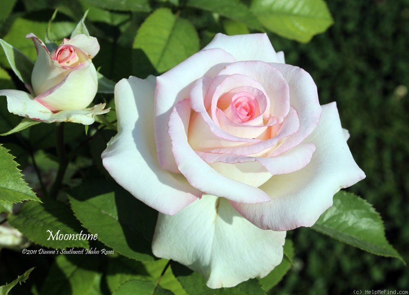 'Moonstone ™ (Hybrid Tea, Carruth 1998)' rose photo