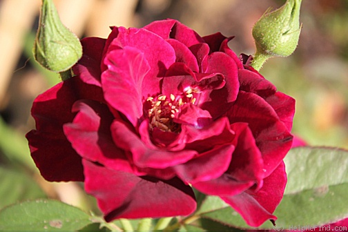 'Intrigue (floribunda, Warriner 1982)' rose photo