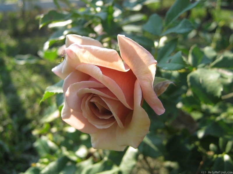 'Koko Loco (Floribunda, Bedard, 2010)' rose photo