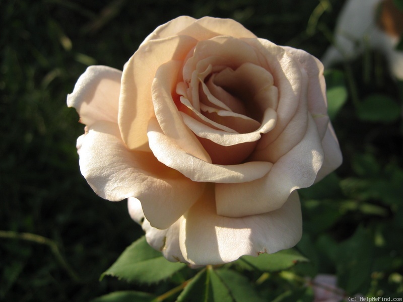 'Koko Loco (Floribunda, Bedard, 2010)' rose photo