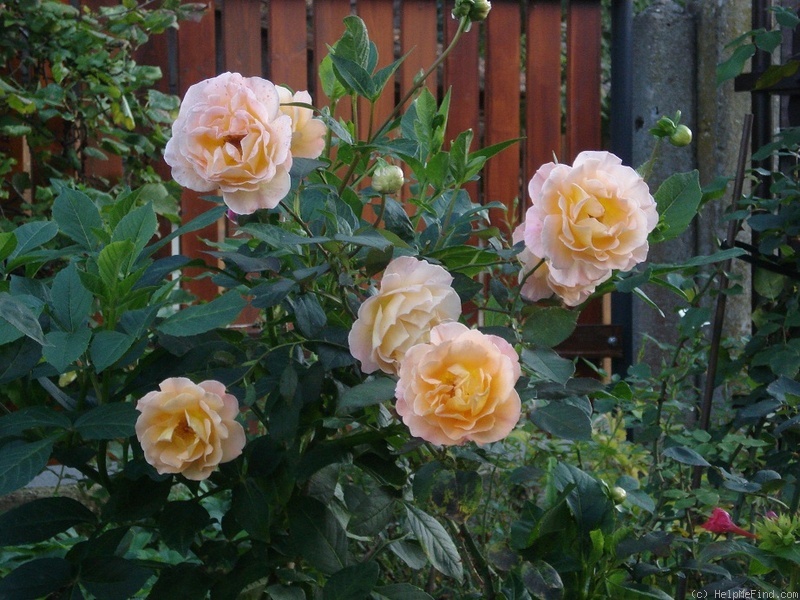 'Whisky Mac' rose photo