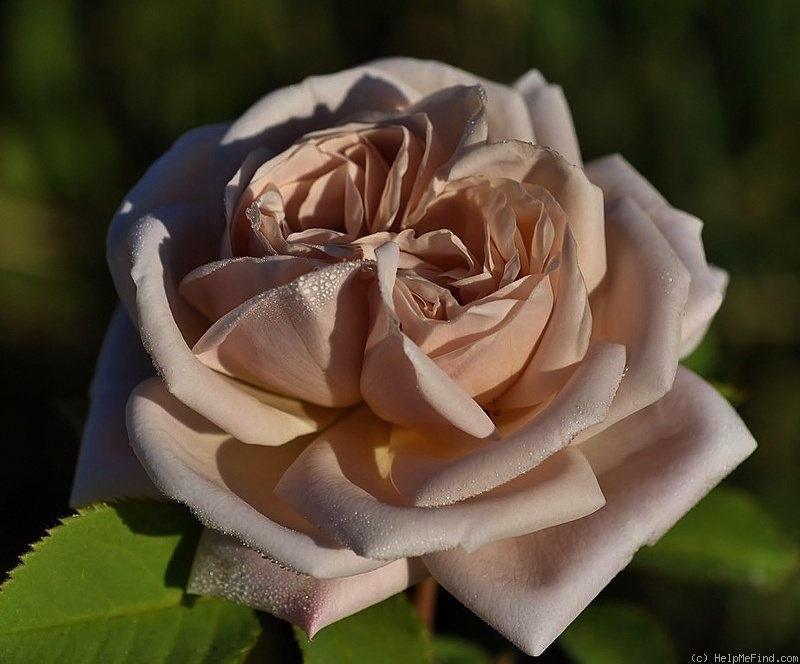 'Aschermittwoch (Large Flowered Climber, Kordes, 1955)' rose photo