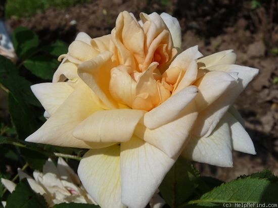 'Anja' rose photo