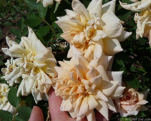 'Anja' rose photo