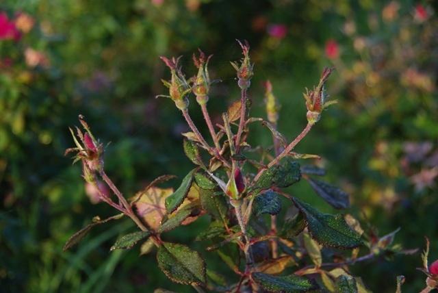 'Miracle on the Hudson' rose photo