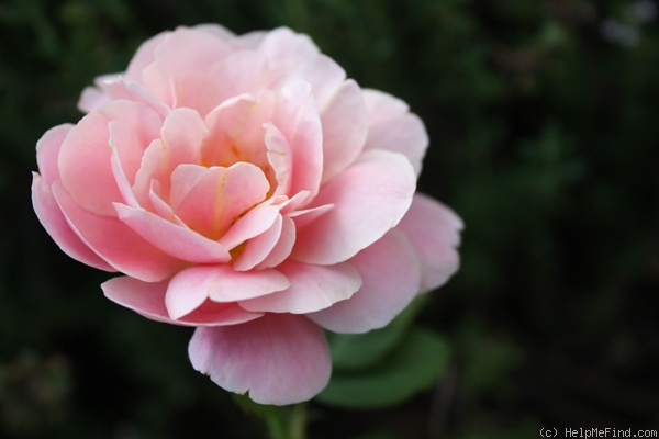 'Distant Drums (Shrub, Buck 1984)' rose photo