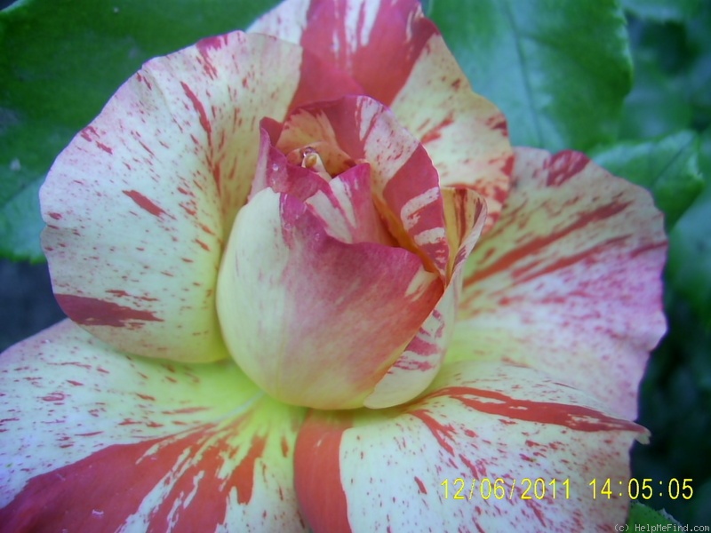 'Alfred Sisley ™' rose photo