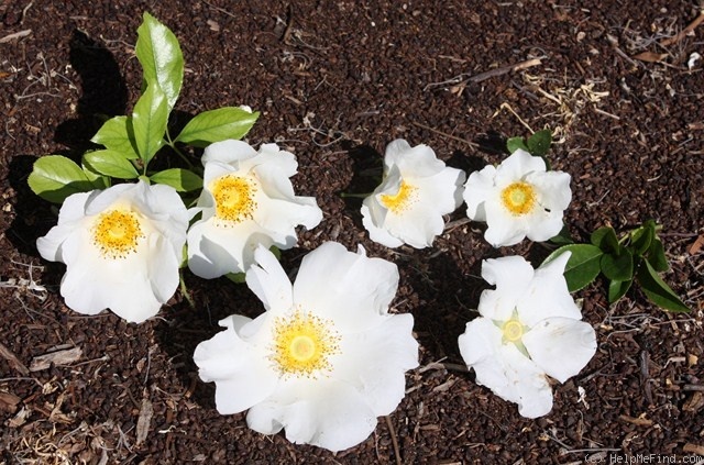 '<i>Rosa gigantea 'Cooperii'</i>' rose photo