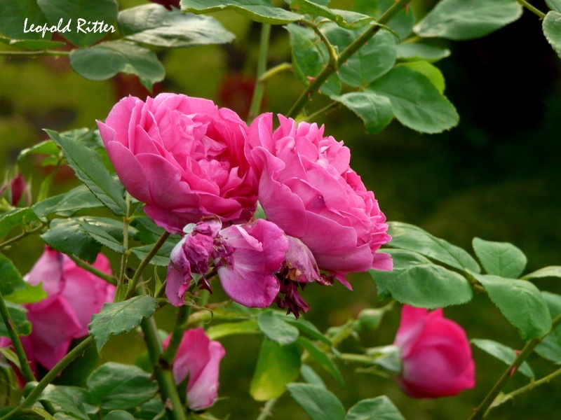 'Leopold Ritter' rose photo