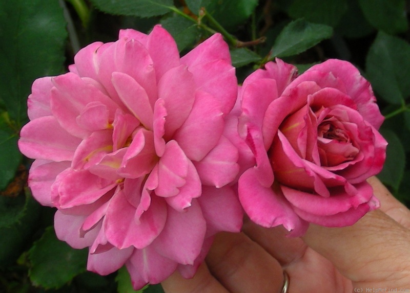 'Pam's Choice' rose photo