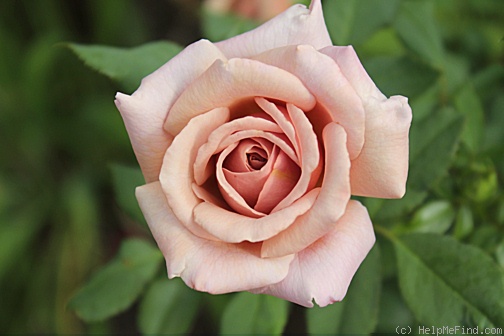 'Koko Loco (Floribunda, Bedard, 2010)' rose photo