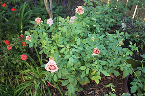 'Koko Loco (Floribunda, Bedard, 2010)' rose photo