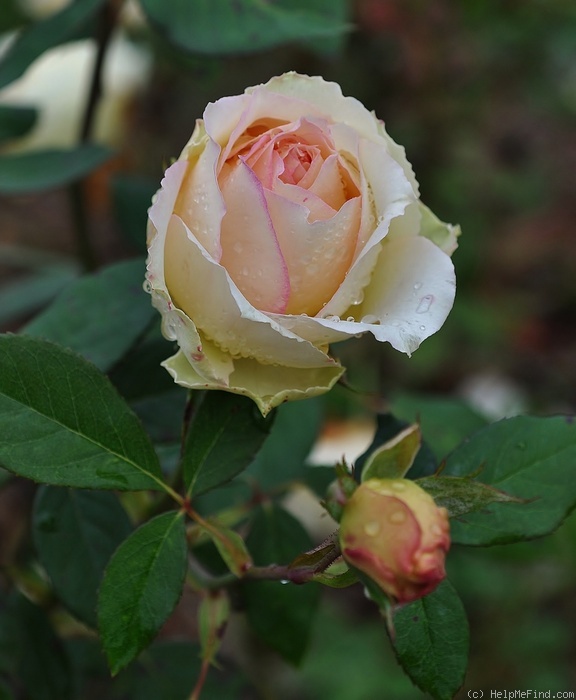 'Jalitah' rose photo