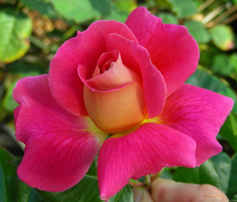 'Miss Behavin'™' rose photo