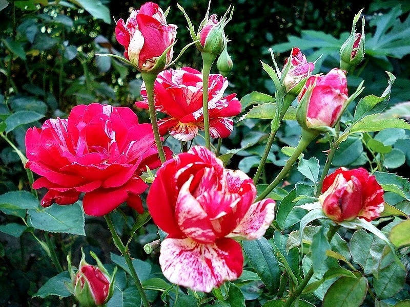 'Anniversaire' rose photo
