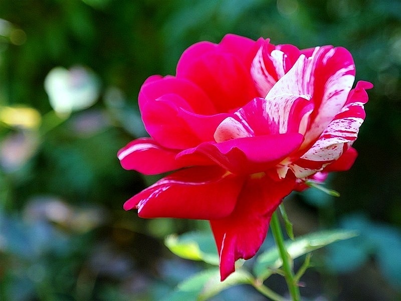 'Anniversaire' rose photo