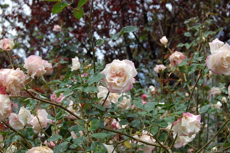 'Homère' rose photo