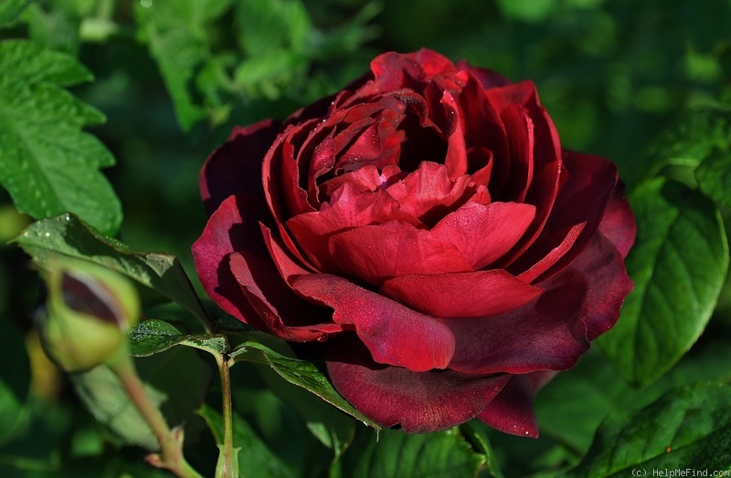 'Astrid Gräfin von Hardenberg' rose photo