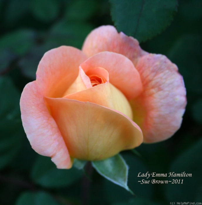 'Lady Emma Hamilton' rose photo