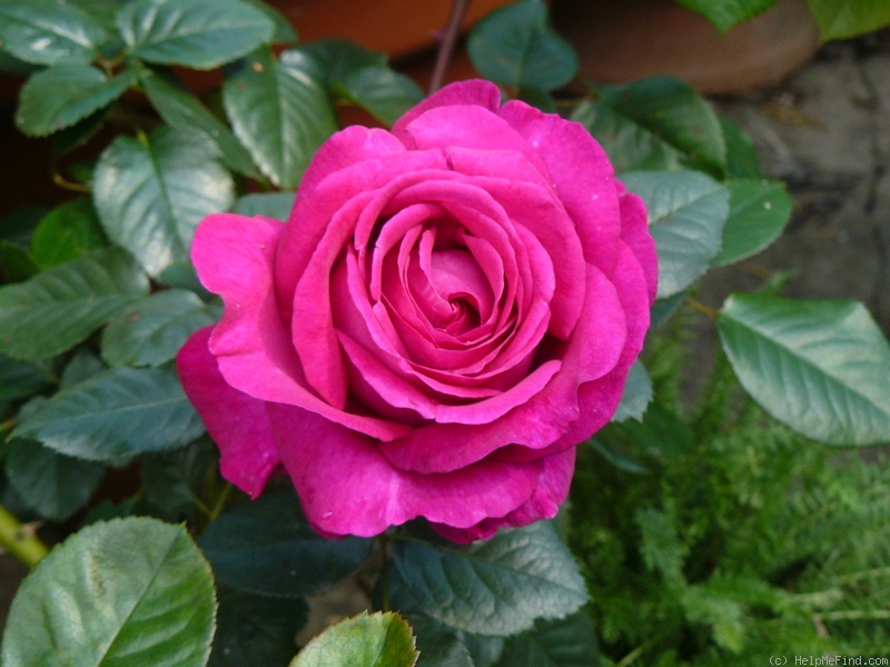 'Chartreuse de Parme' rose photo
