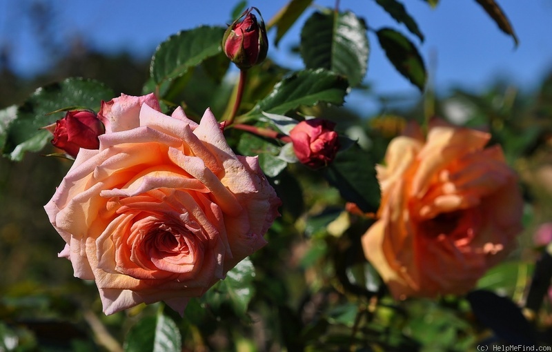 'Barock ® (climber, Evers/Tantau, 1999)' rose photo