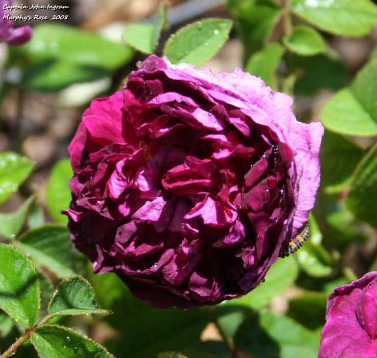 'Capitaine John Ingram' rose photo