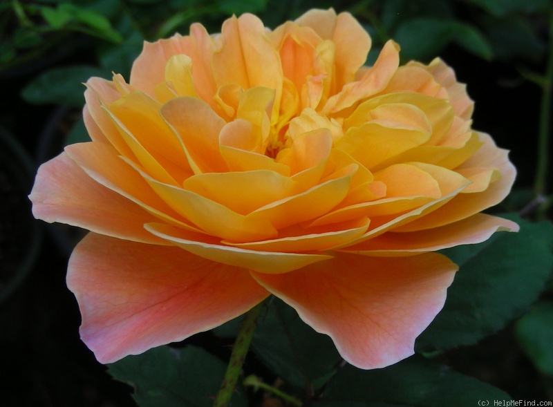 'The Impressionist ™ (shrub, Clements 2000)' rose photo