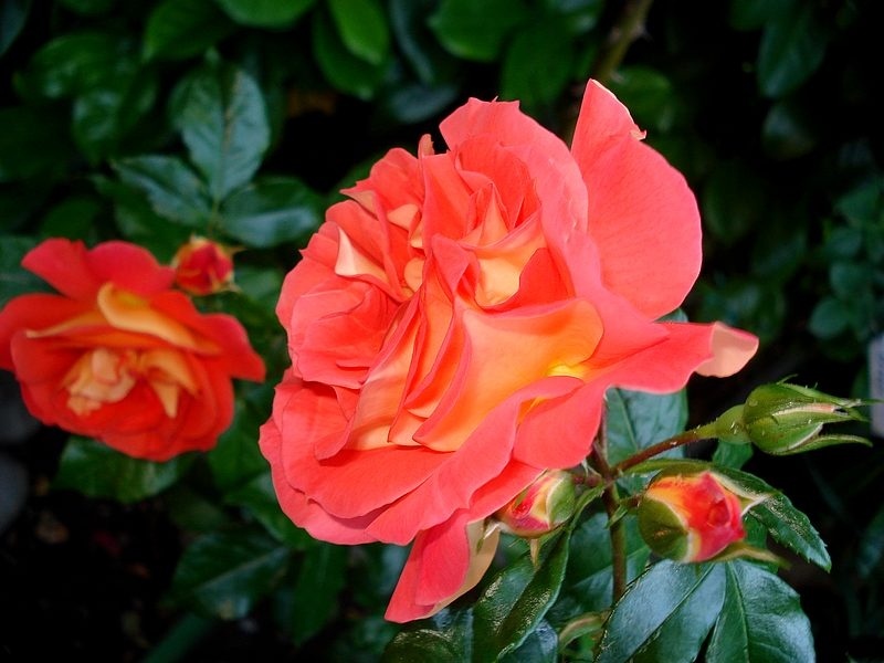 'Joli Tambour' rose photo
