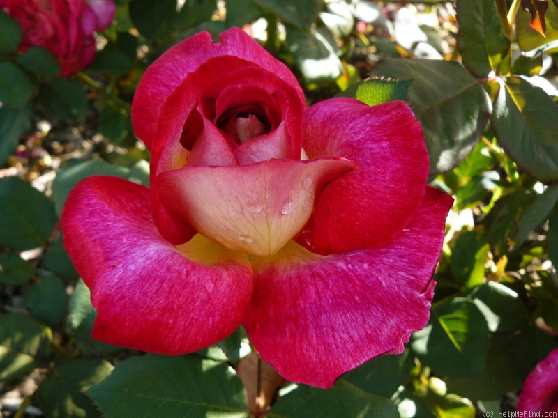 'Fiona's Wish' rose photo