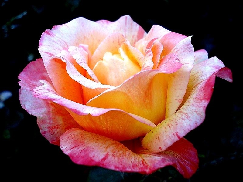 'Marvelle ® (hybrid tea, McGredy, 1988)' rose photo