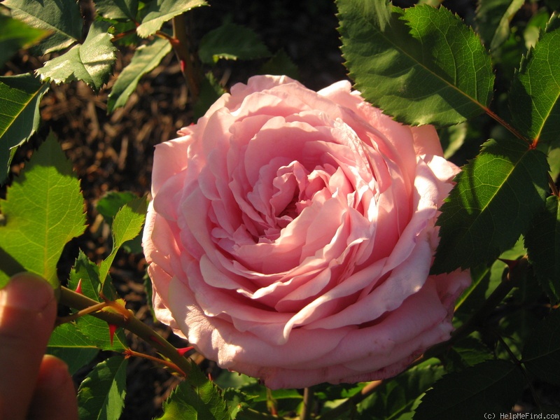 'Belinda's Dream (Shrub, Basye, 1988)' rose photo