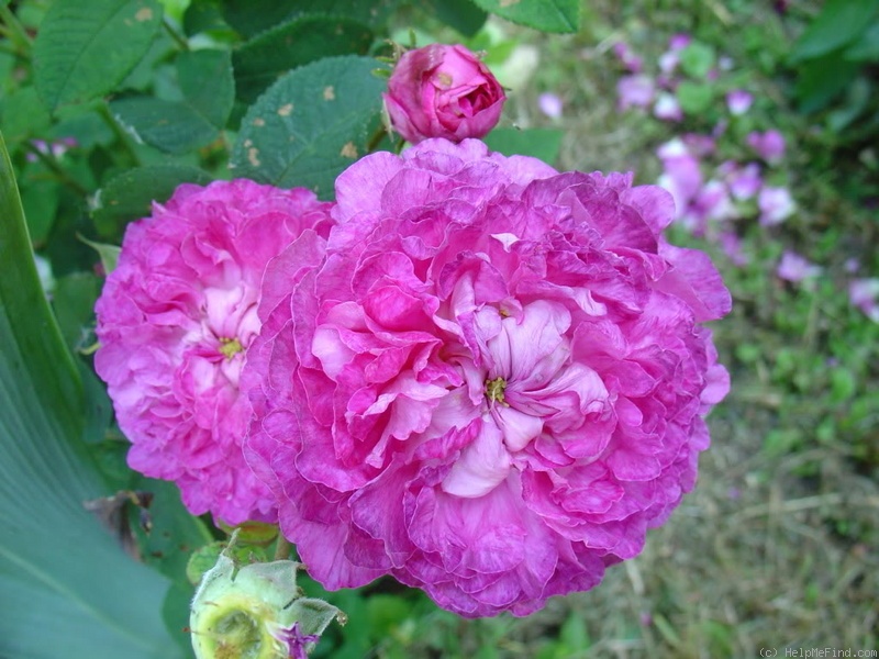 'Belle de Crécy (Gallica, Roeser, 1829)' rose photo