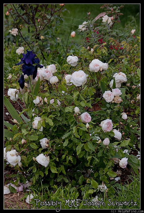 'Madame Joseph Schwartz' rose photo
