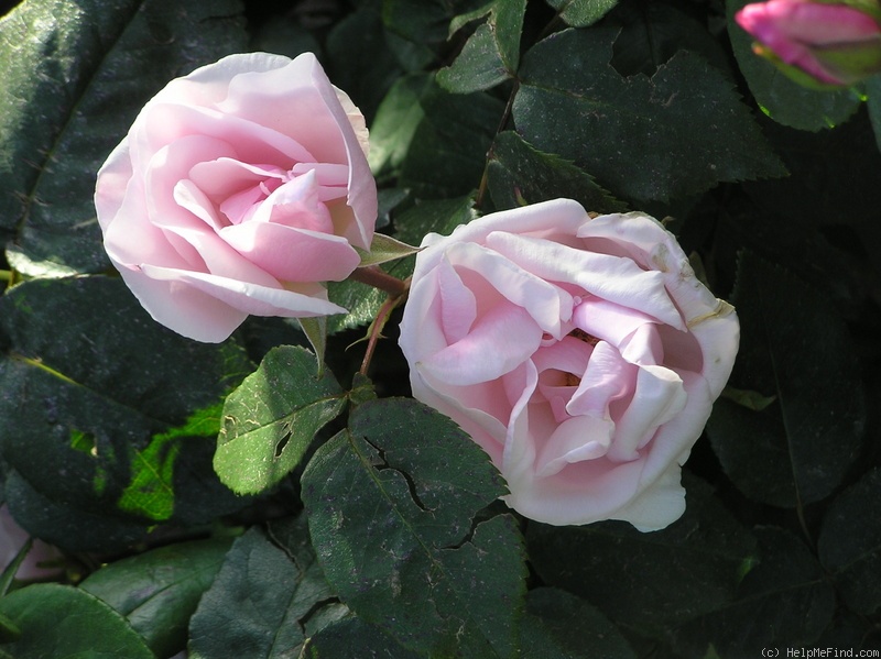 'Souvenir de St. Anne's' rose photo