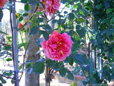 'Marie-Claire, Cl.' rose photo