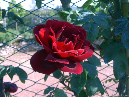 'Chrysler Imperial, Cl.' rose photo