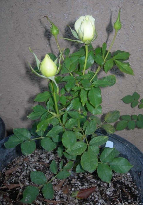 'F5-01 (Peter Harris)' rose photo
