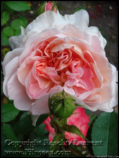 'Colette ® (hybrid tea, Meilland 1994)' rose photo