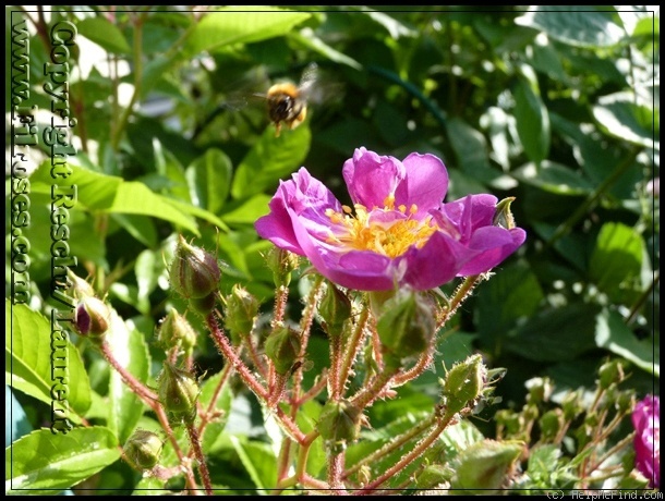 'Veilchenblau (Rambler, Schmidt 1909)' rose photo