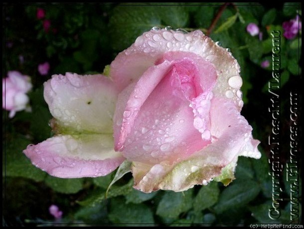 'Honoré de Balzac ® (floribunda, Meillans, 1996)' rose photo