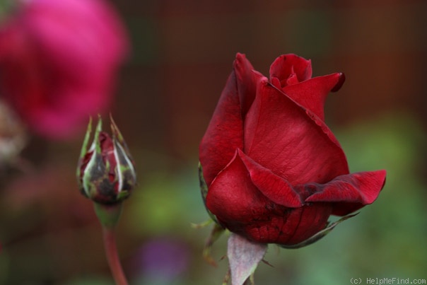 'Ena Harkness, Cl.' rose photo