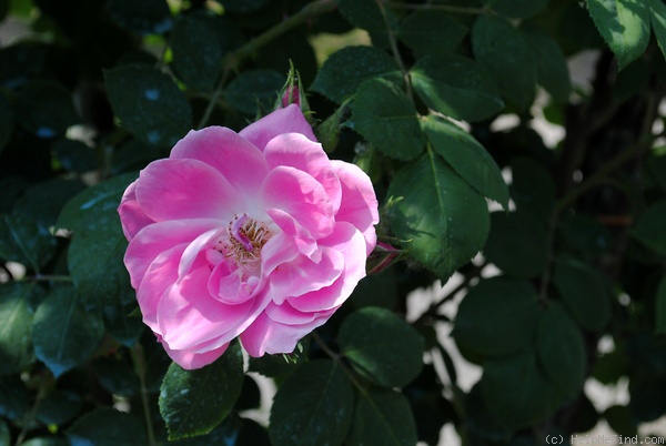 'Griseldis (hybrid canina, Geschwind, 1894)' rose photo