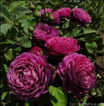 'Heidi Klum Rose ®' rose photo