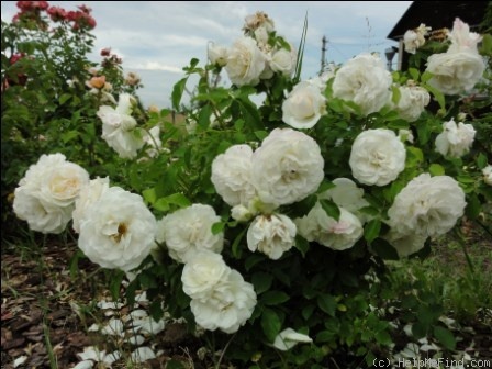 'Kosmos ® Fairy Tale (floribunda, Kordes, 2006)' rose photo